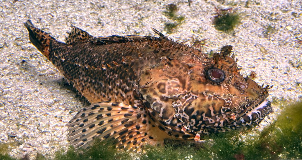Scorpaena Porcus Libyan Nature Platform scorpaena-porcus-libyan-nature-platform