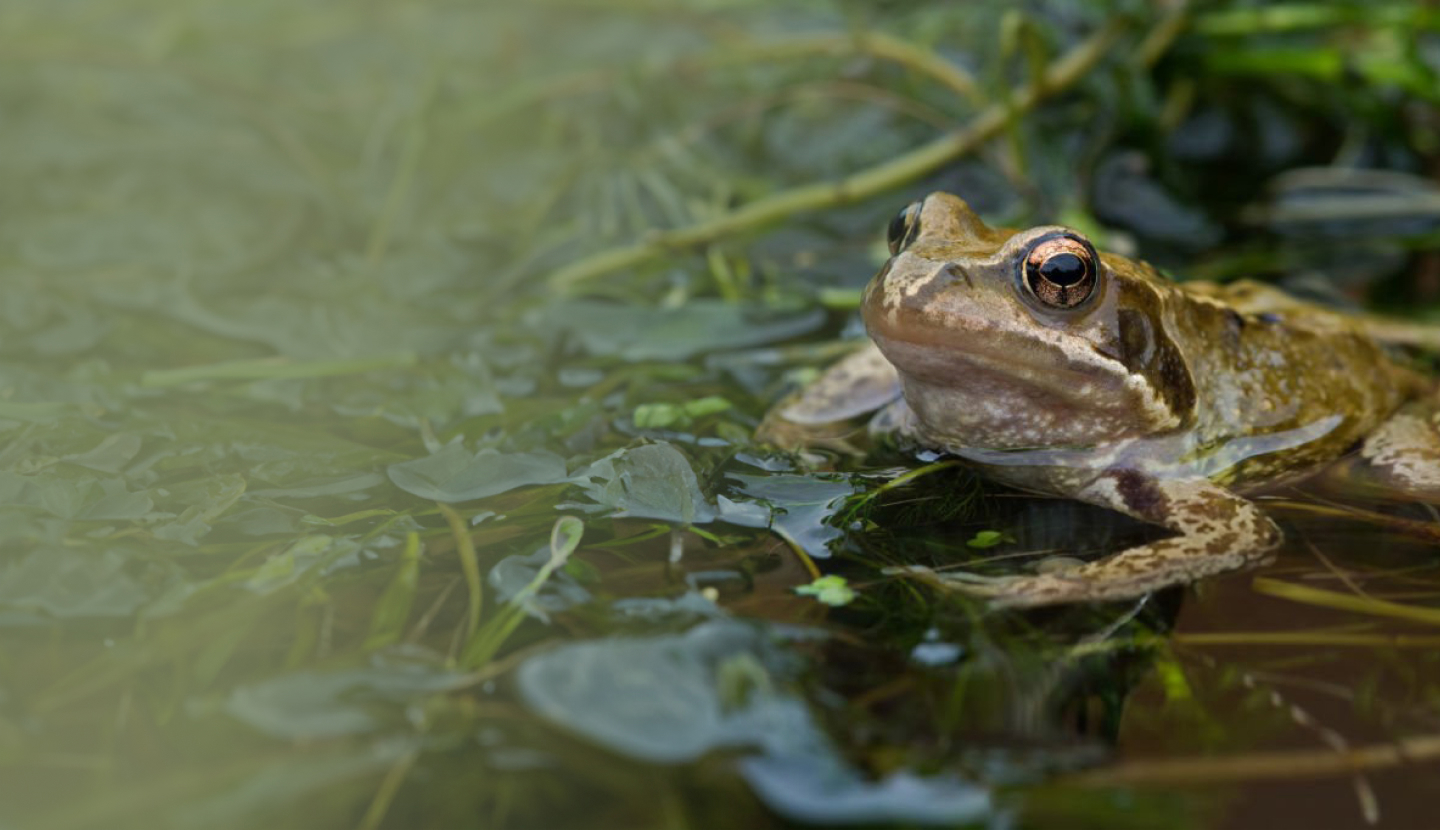 amphibians en