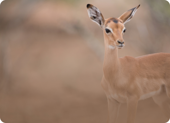 animals diversity en