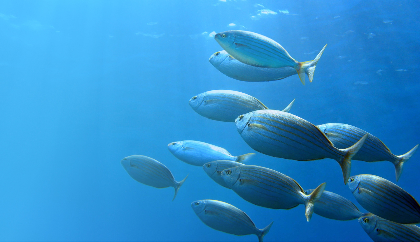 fish en
