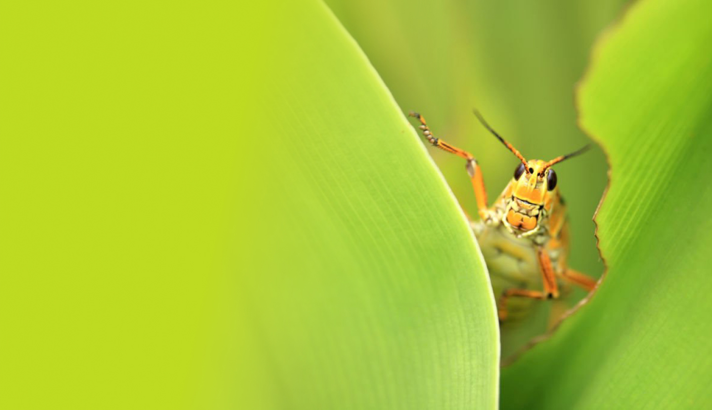 insects en
