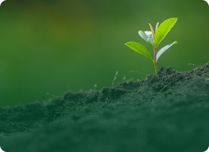 plants diversity en