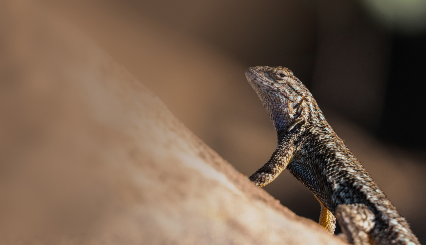 reptiles en