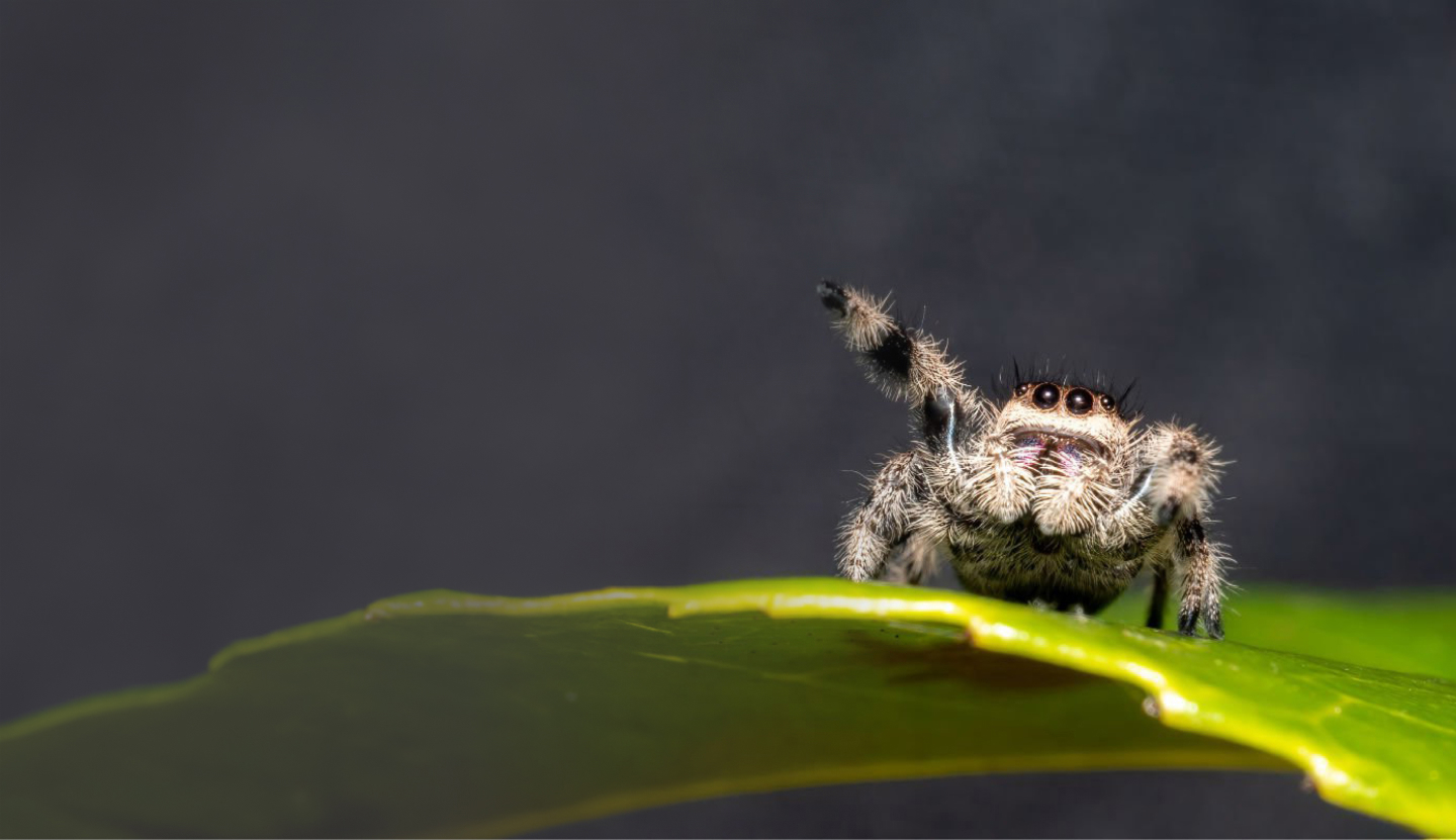 spiders en