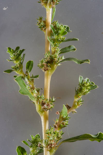 Amaranthus albus L.