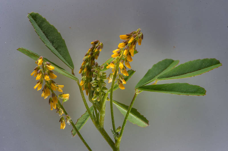 Melilotus indicus (L.) All.