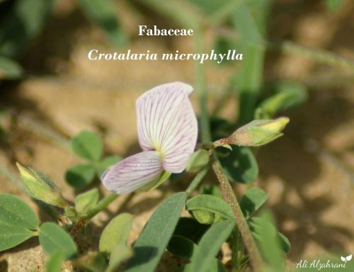 Crotalaria microphylla M.Vahl