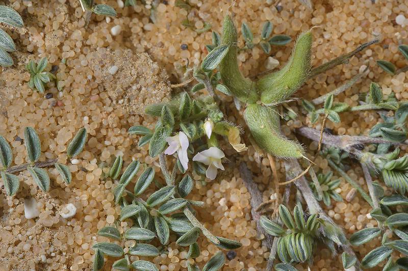 Astragalus schimperi Boiss.