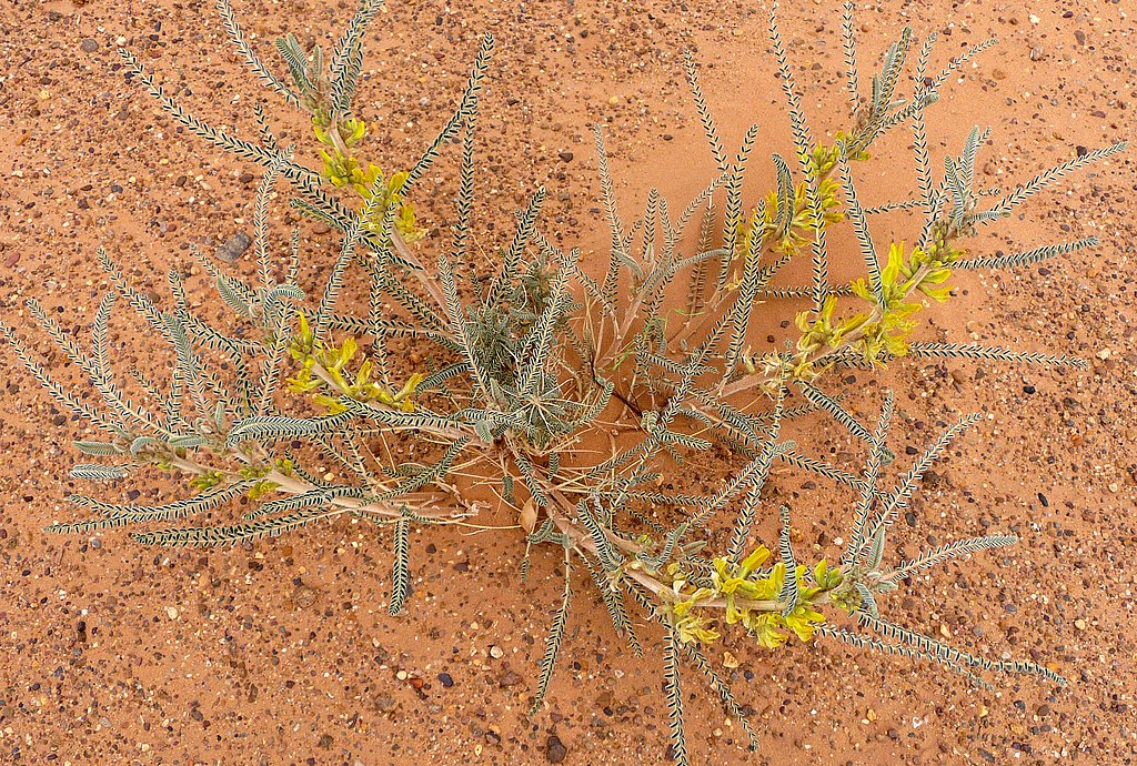 Astragalus graecus  Boiss. & Spruner