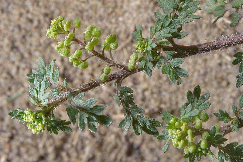 Lepidium didymum L.