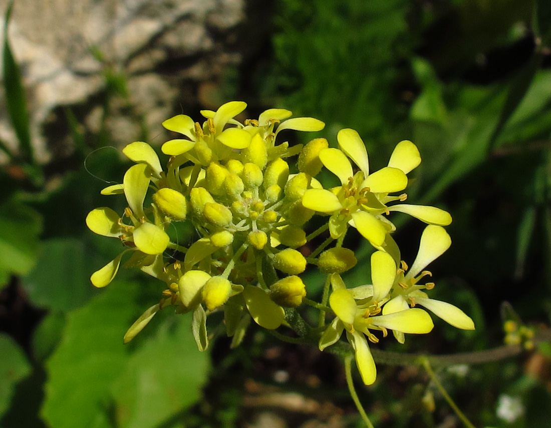 Isatis lusitanica L.