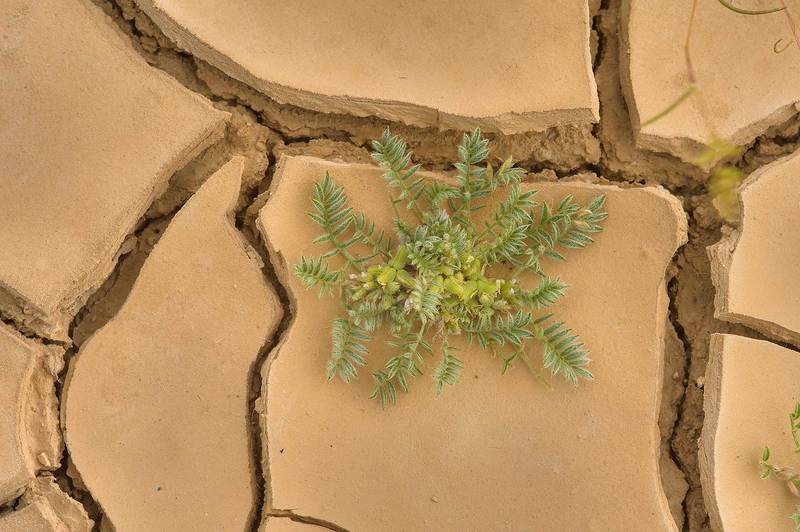 Astragalus tribuloides Delile