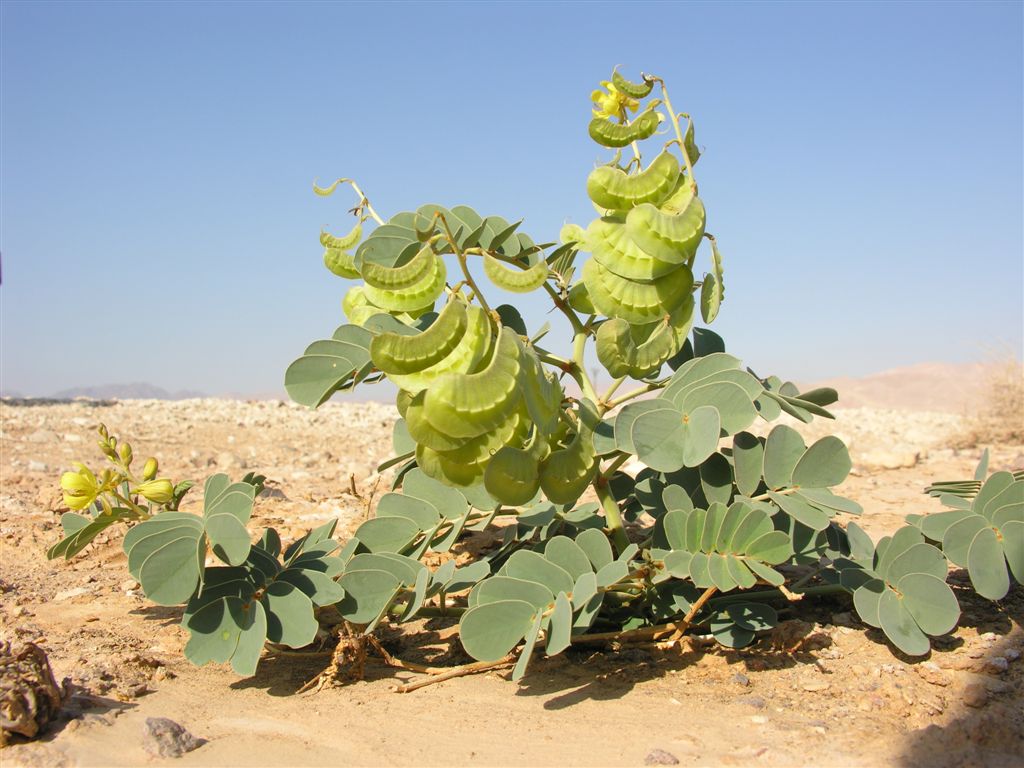 Senna italica Mill.