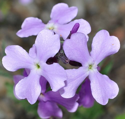 Matthiola lunata DC.
