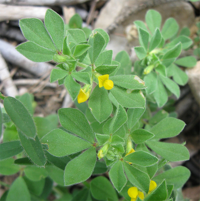 Lotus peregrinus L.