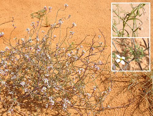 Erucaria pinnata (Viv.) Täckh. & Boulos