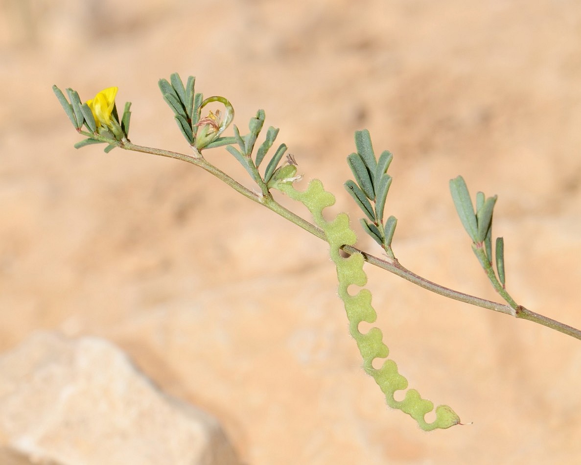 Hippocrepis unisiliquosa L.