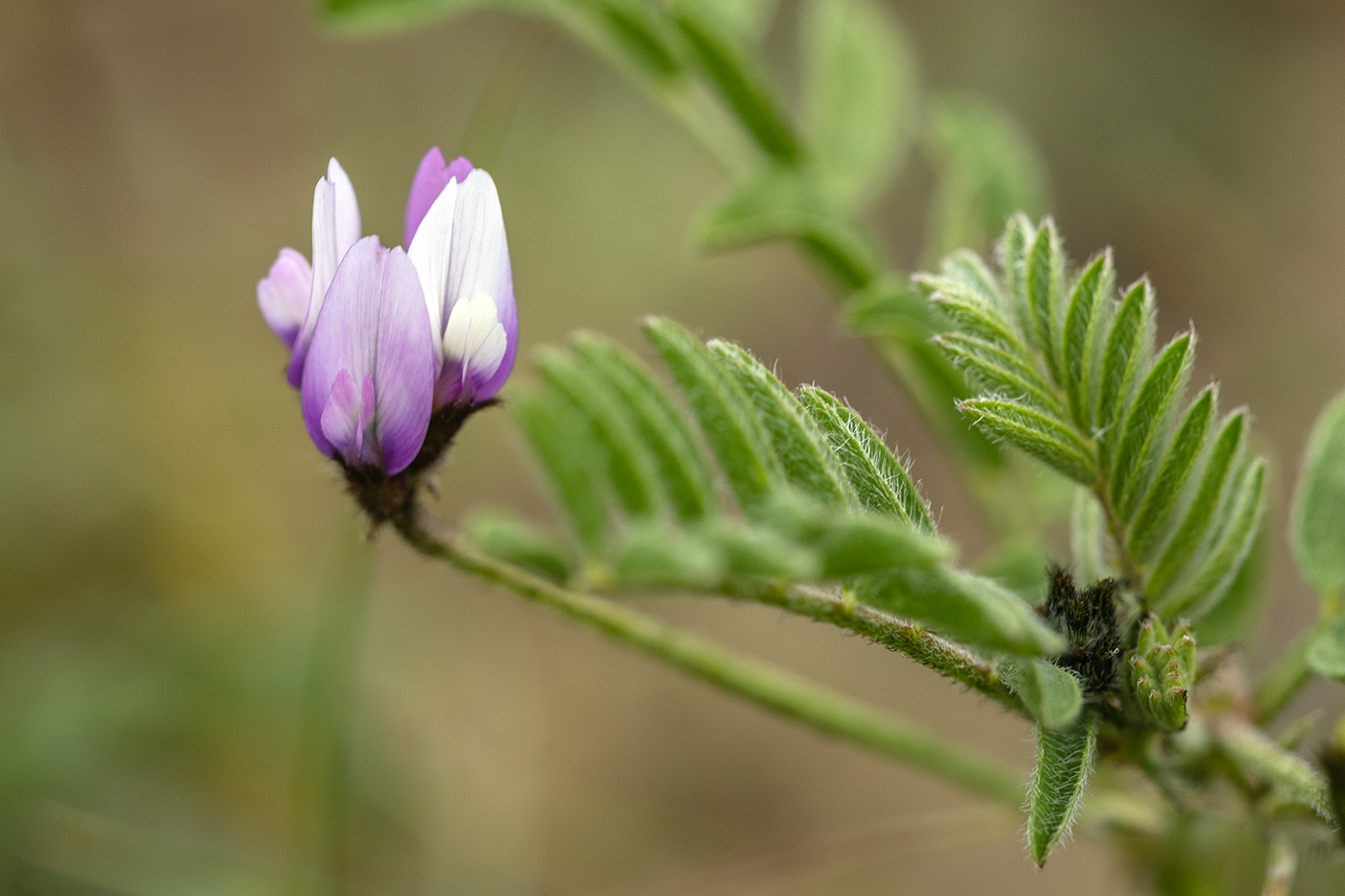 Astragalus asterias Steven