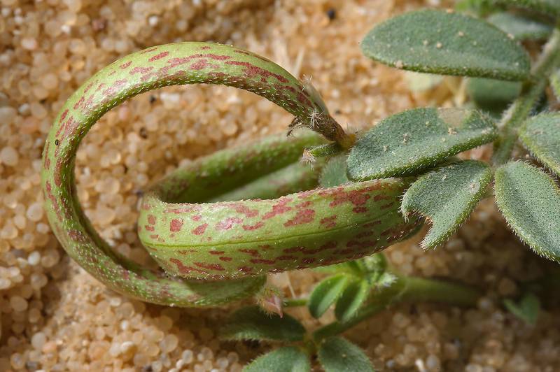Astragalus annularis Forssk.