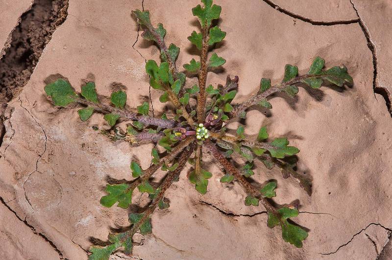 Lepidium aucheri Boiss.