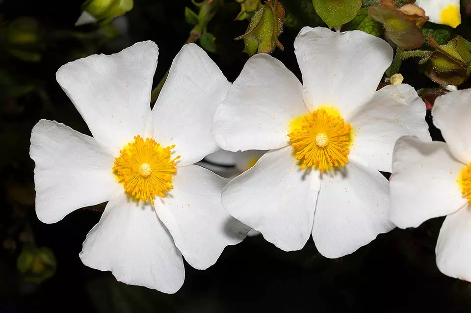 Cistus salviifolius  L.