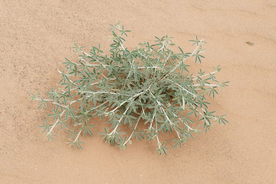 Crotalaria saharae Coss.