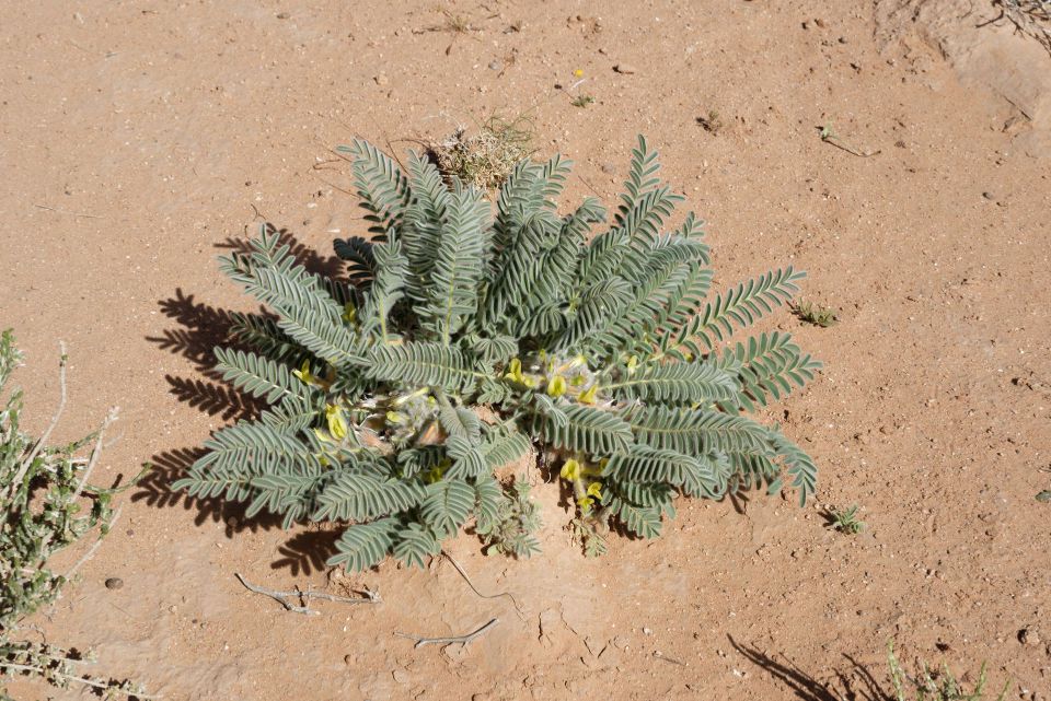 Astragalus caprinus L.
