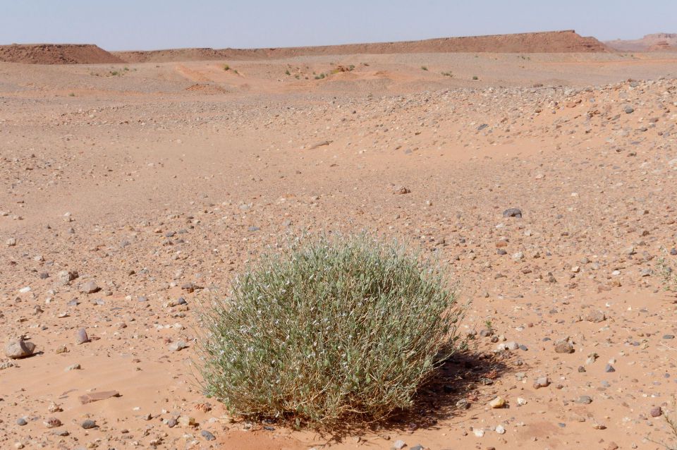 Farsetia aegyptia Turra