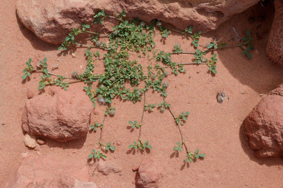 Medicago laciniata (L.) Mill.