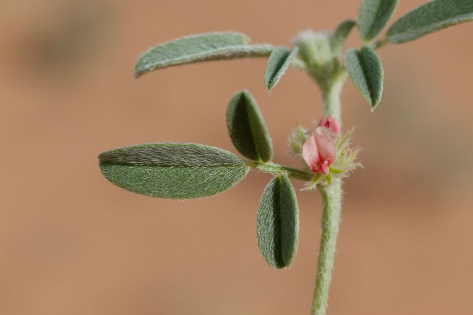 Indigofera sessiliflora DC.