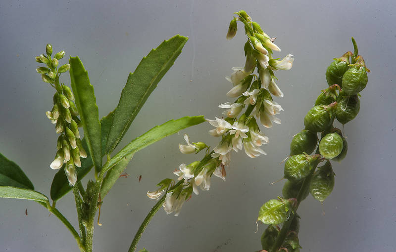 Melilotus albus Medik.