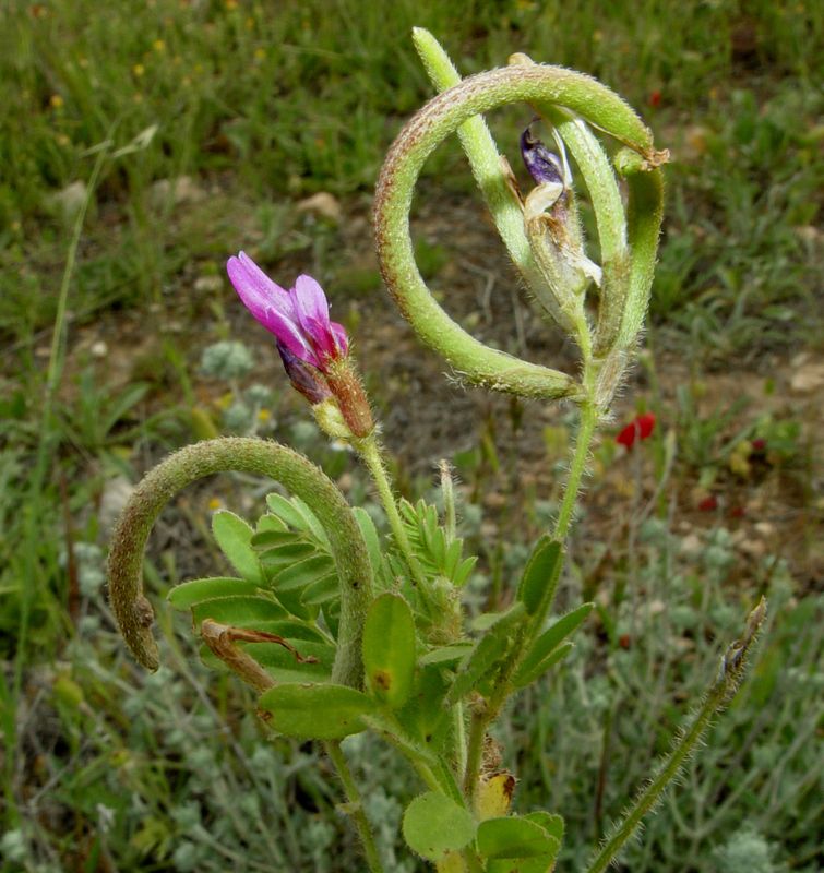 Astragalus hispidulus DC.