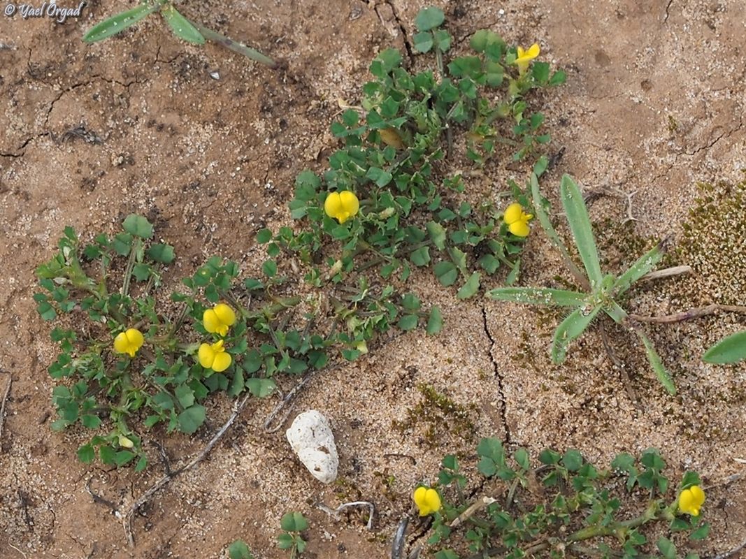 Medicago hypogaea E.Small