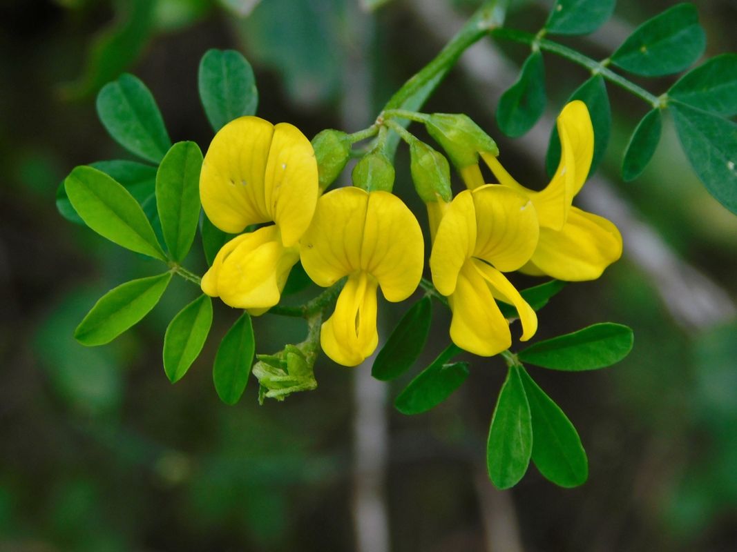 Hippocrepis emerus (L.) Lassen