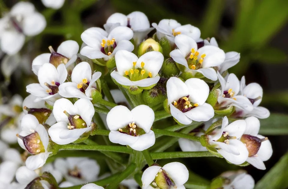 Lobularia maritima (L.) Desv.