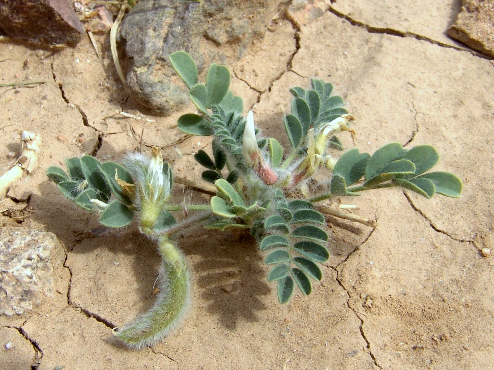 Astragalus bombycinus Boiss.