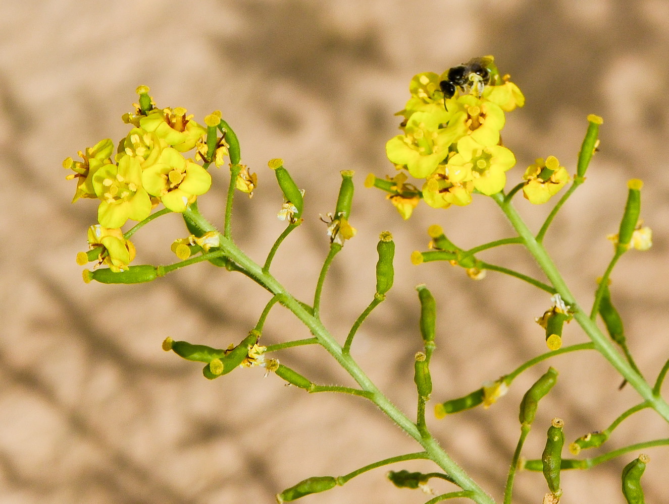 Nasturtiopsis coronopifolia (Desf.) Boiss.