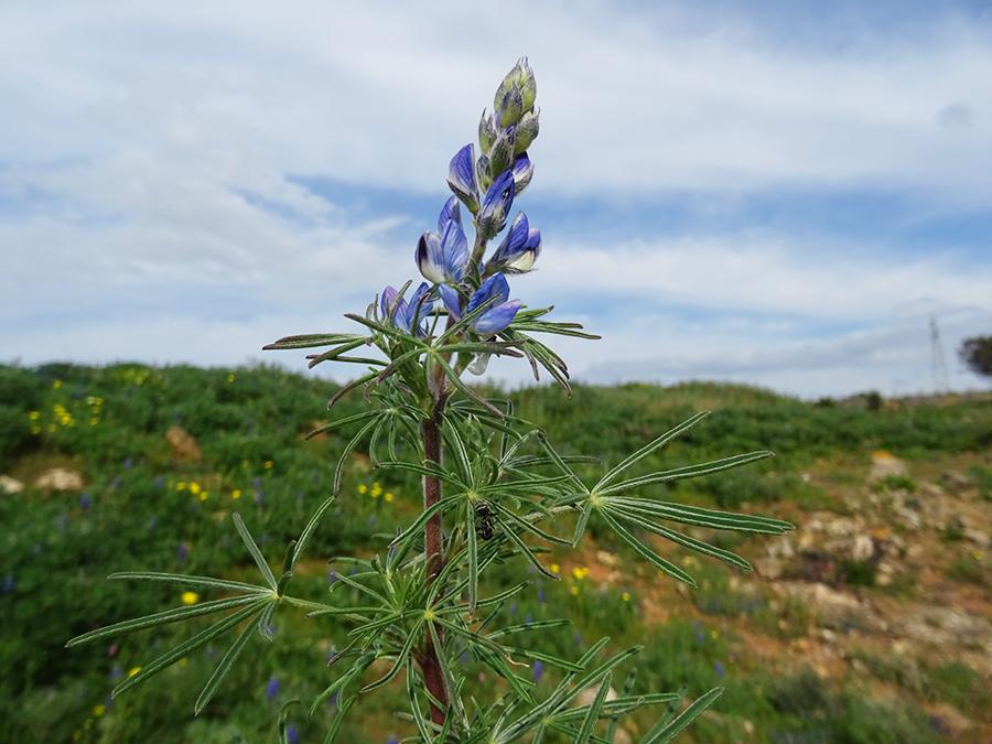 Lupinus angustifolius L.