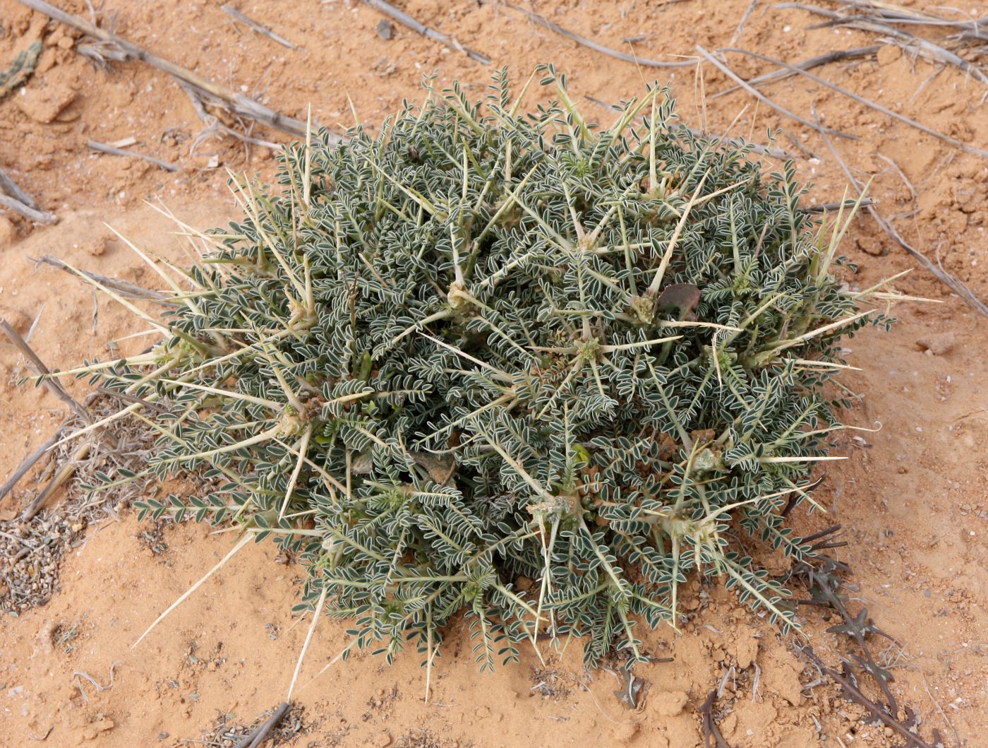 Astragalus trigonus DC.