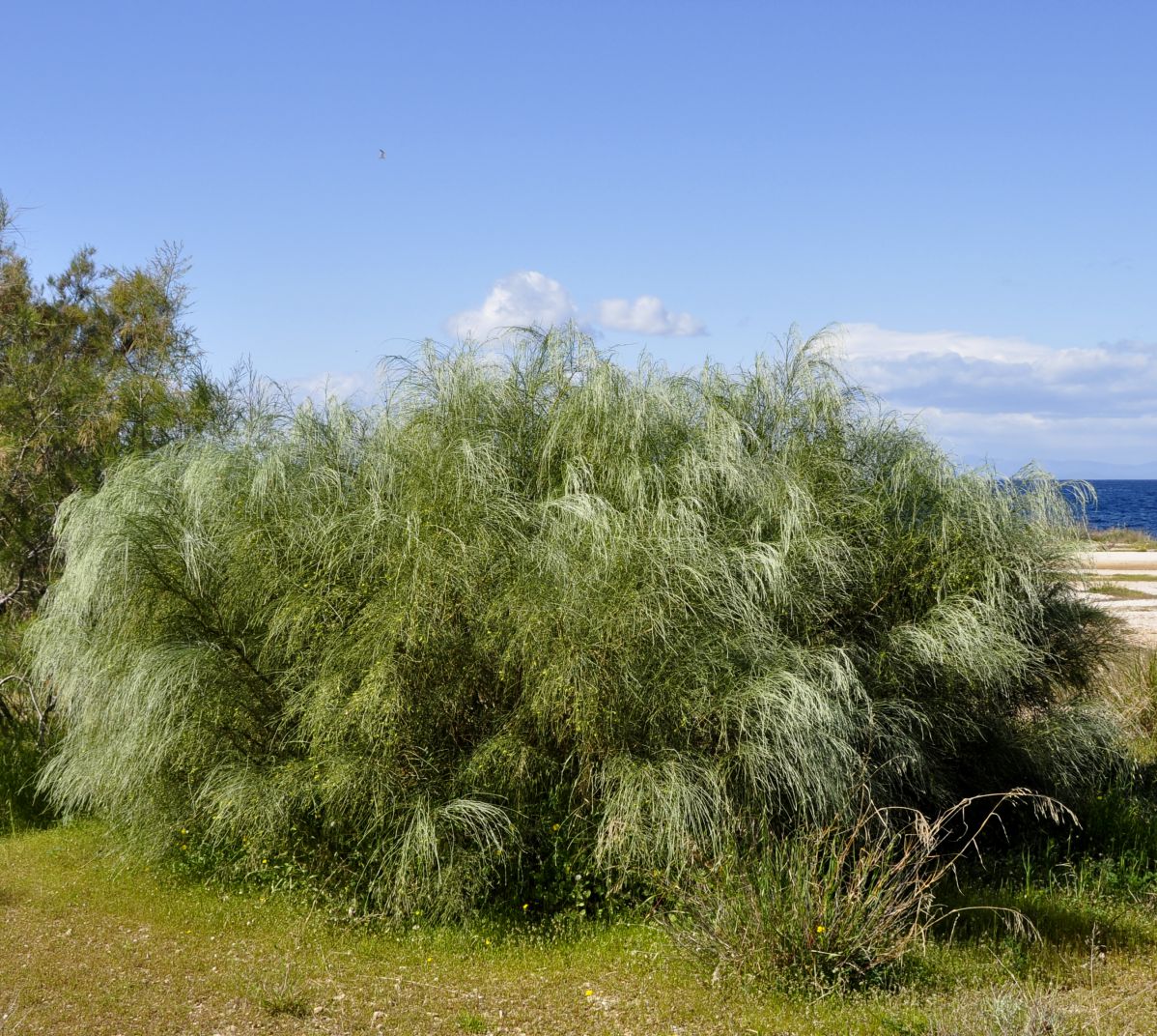 Retama monosperma (L.) Boiss.