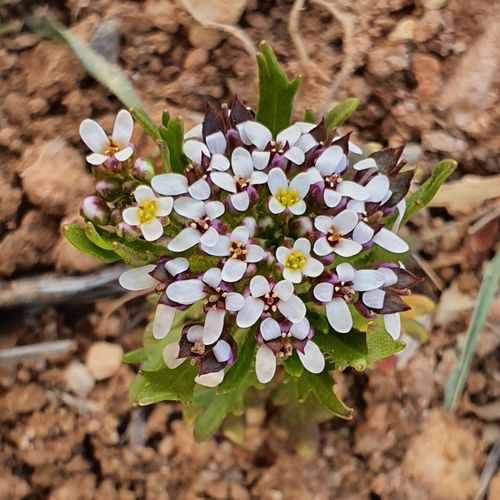 Iberis odorata L.