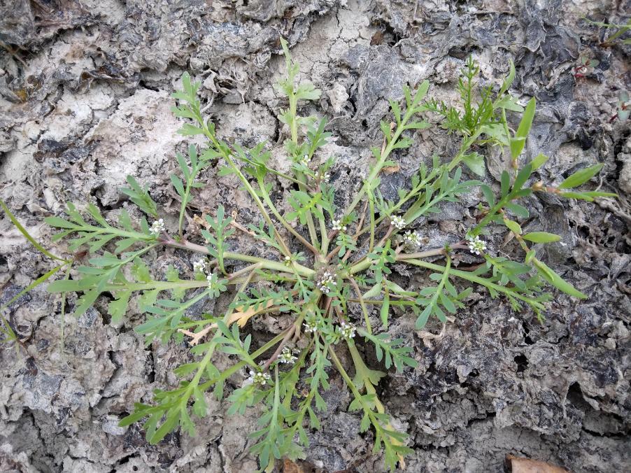 Lepidium coronopus (L.) Al- hehbaz