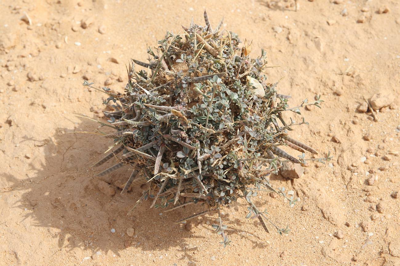 Argyrolobium uniflorum (Decne.) Jaub. & Spach