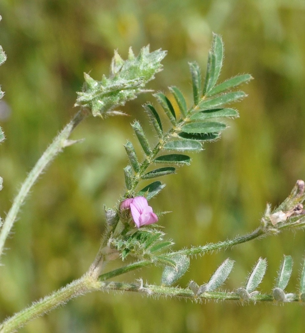 Onobrychis crista-galli (L.) Lam.