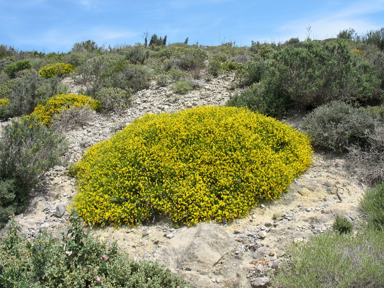 Genista acanthoclada DC.