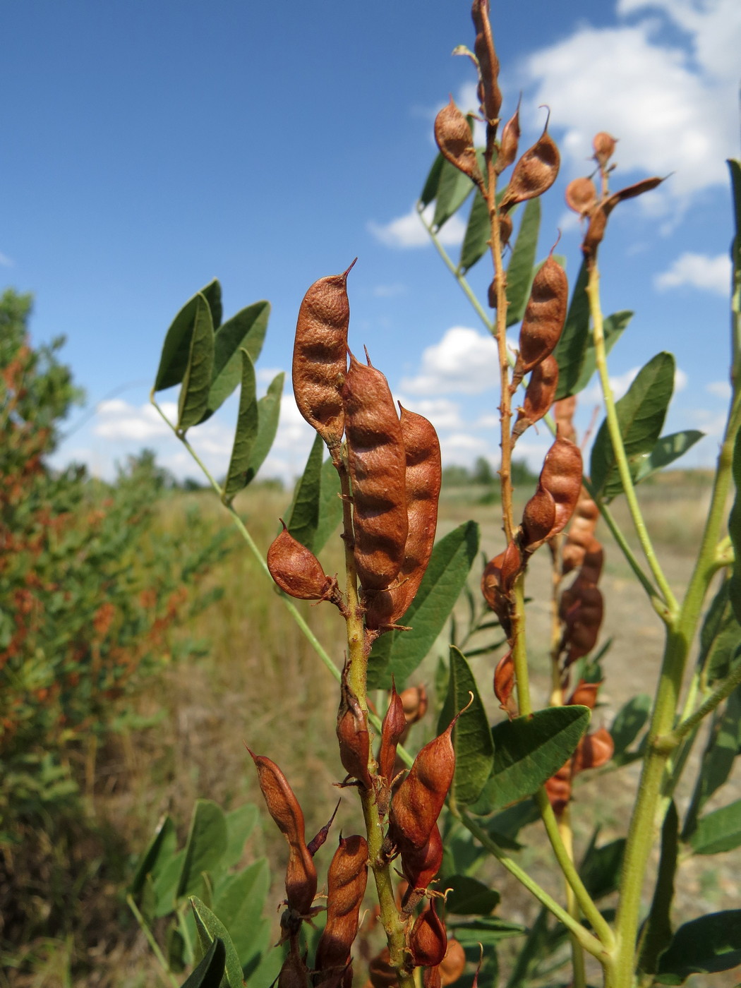 Glycyrrhiza glabra L.