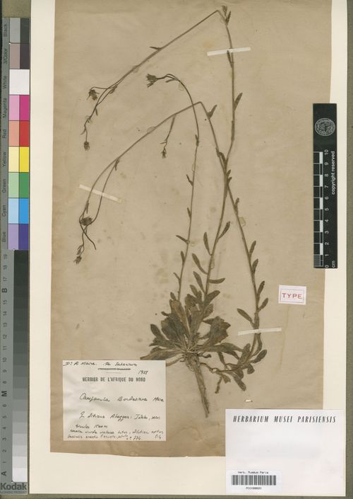 Campanula bordesiana  Maire