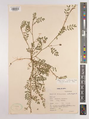 Hippocrepis cyclocarpa Murb.