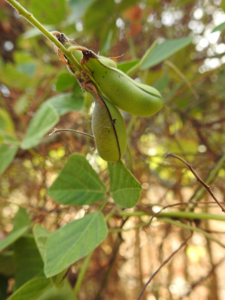 Rhynchosia malacophylla (Spreng.) Bojer