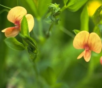 Lathyrus hierosolymitanus Boiss.